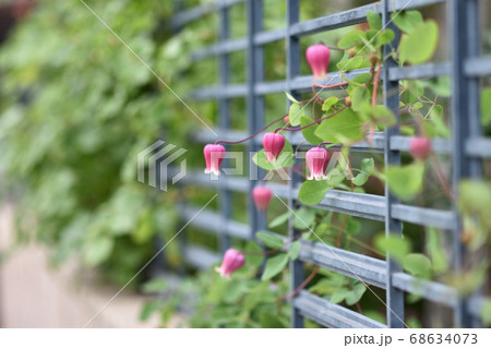 ランタンの様に咲く赤い壺型のクレマチス 68634073