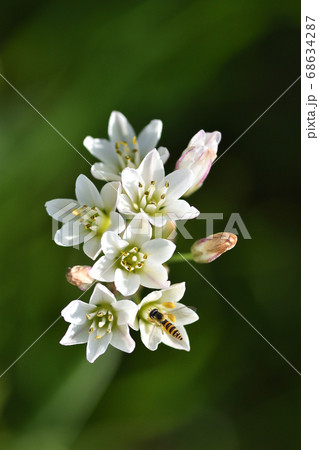 ニラに似ていてもニラ臭くないハタケニラの花 68634287