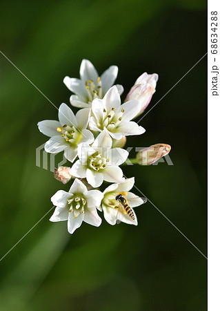 ニラに似ていてもニラ臭くないハタケニラの花 ニラに似ていてもニラ臭くないハタケニラの花 68634288