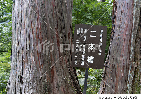御岳山の二本杉 68635099