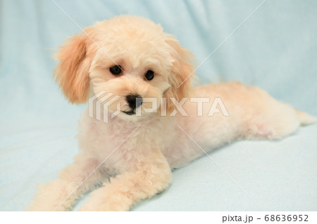 マルプー 68636952