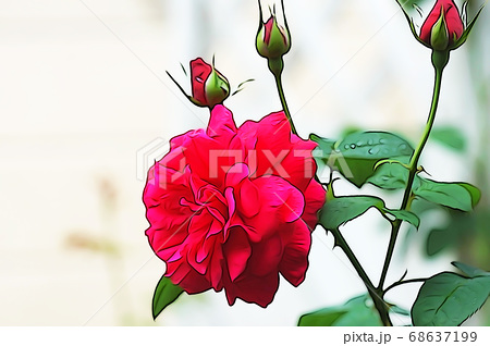 満開のバラの花とつぼみのイラスト素材