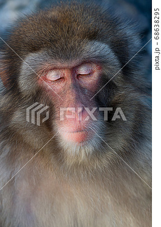 ニホンザル 日本猿の写真素材