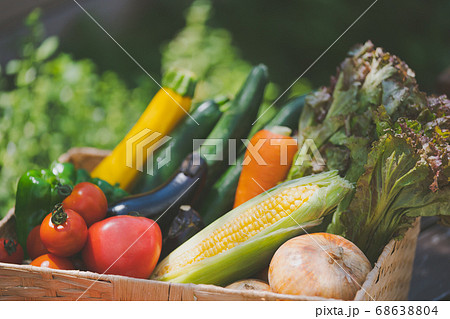 収穫した夏野菜 68638804
