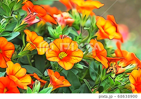 オレンジ色の花 カリブラコア のイラスト素材