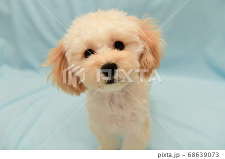 マルプー マルプー 68639073