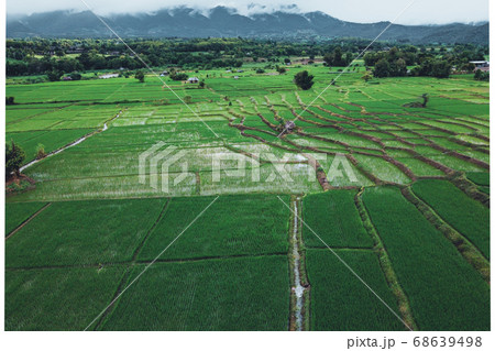 Green rice fields in the rainy season 68639498