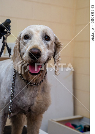犬の犬種 グルードル 犬の犬種 グルードル 68639545