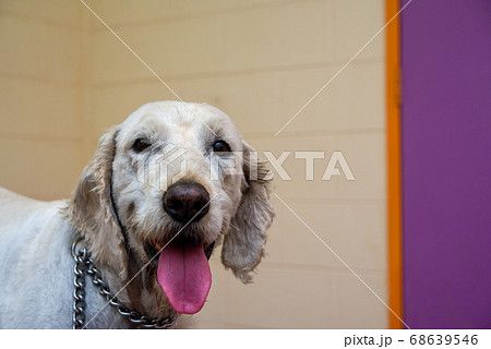 犬の犬種　グルードル 68639546