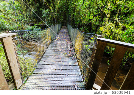 Bridge in the forest 68639941