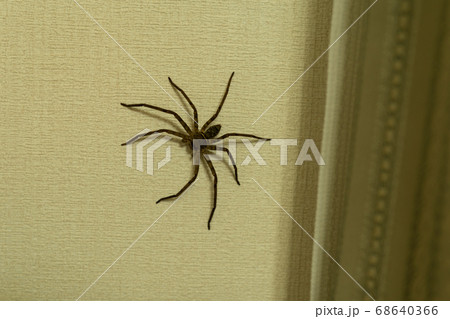 突然現れたアシダカグモ 突然現れたアシダカグモ 68640366