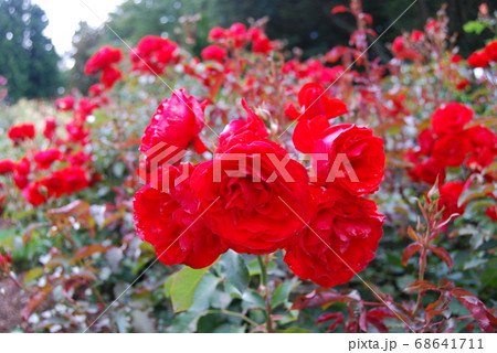 NZのバラ園にて NZのバラ園にて 68641711