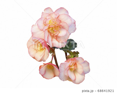 Begonia delicate pink flower isolate on white  68641921