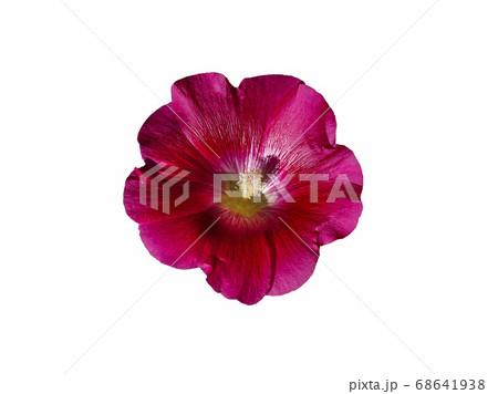 Mallow red flower isolate on a white background Mallow red flower isolate on a white background 68641938