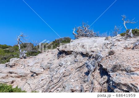 Dry sun-weathered tree trunks by the sea Dry sun-weathered tree trunks by the sea 68641959
