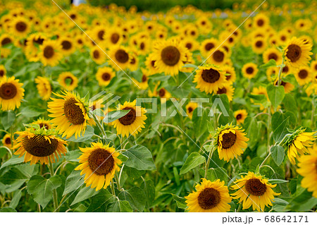 三重県津市一志町のひまわり畑 68642171