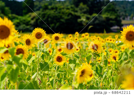 三重県津市一志町のひまわり畑 68642211
