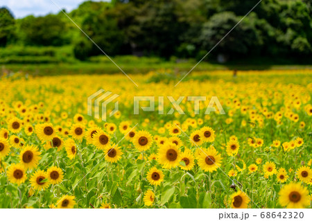 三重県津市一志町のひまわり畑 68642320