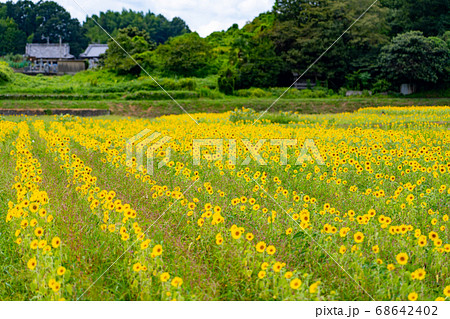 三重県津市一志町のひまわり畑 68642402