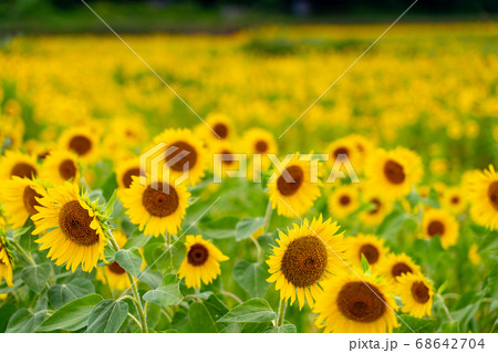 三重県津市一志町のひまわり畑 68642704