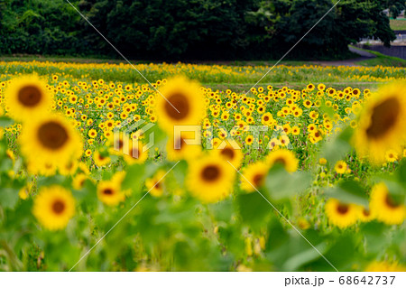 三重県津市一志町のひまわり畑 三重県津市一志町のひまわり畑 68642737