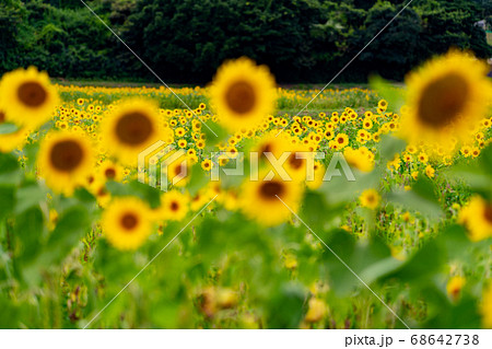 三重県津市一志町のひまわり畑 68642738