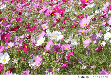 満開を迎えたましこ花畑のコスモス 68643676