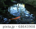 水面に映る空と泳ぐ鯉 68643908