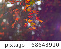 光の乱反射と風に揺れる紅葉 68643910