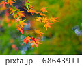 鮮やかな紅葉と緑のコントラスト 68643911