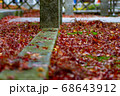 紅葉の絨毯 68643912