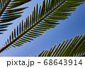 青空とヤシの葉っぱ 68643914