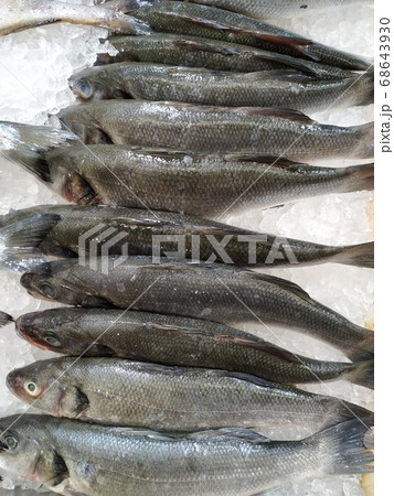 Salmon trout red fish on ice in supermarket. Raw whole salmon, red trout fish in ice seafood shop display. 68643930