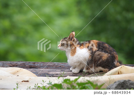 うとうとする三毛猫 全身アップ 横向きの写真素材