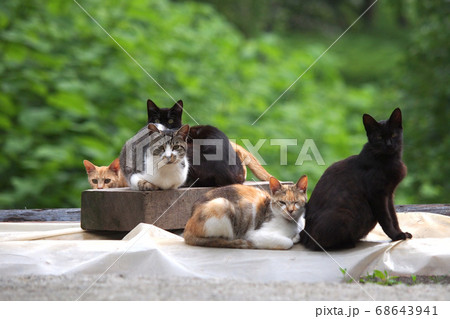 見つめる5匹の猫 森を背景の写真素材