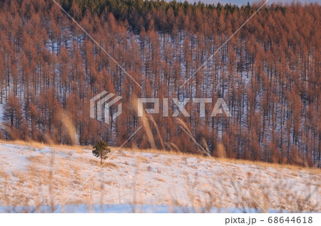 霧ヶ峰高原からの冬景色 68644618