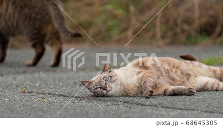 ゴロゴロする猫 68645305