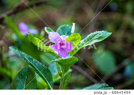 Pink flower in garden, West indian periwinkle, Pink flower in garden, West indian periwinkle, 68645494