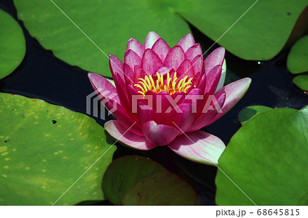 丸太小屋の睡蓮 丸太小屋の睡蓮 68645815