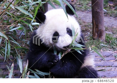 おいしそうに笹を食べる中国のパンダ　Giant Panda Eating Bamboo Grass 68646520