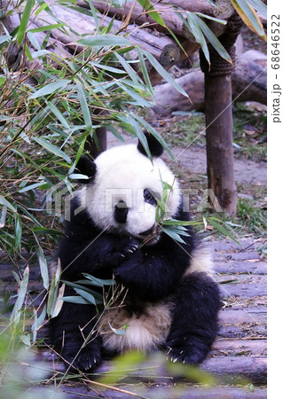 おいしそうに笹を食べる中国のパンダ Giant Panda Eating Bamboo Grass おいしそうに笹を食べる中国のパンダ Giant Panda Eating Bamboo Grass 68646522