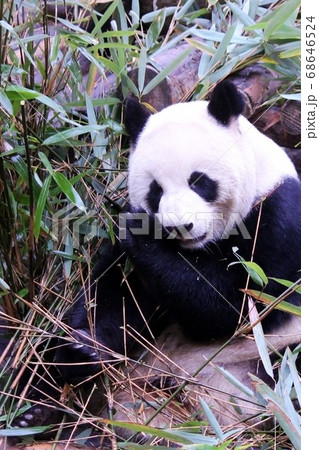 おいしそうに笹を食べる中国のパンダ Giant Panda Eating Bamboo Grass おいしそうに笹を食べる中国のパンダ Giant Panda Eating Bamboo Grass 68646524