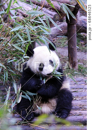 おいしそうに笹を食べる中国のパンダ　Giant Panda Eating Bamboo Grass 68646525