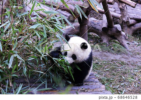 おいしそうに笹を食べる中国のパンダ Giant Panda Eating Bamboo Grass おいしそうに笹を食べる中国のパンダ Giant Panda Eating Bamboo Grass 68646528