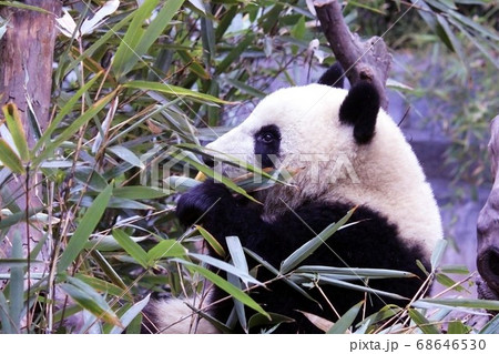 おいしそうに笹を食べる中国のパンダ Giant Panda Eating Bamboo Grass おいしそうに笹を食べる中国のパンダ Giant Panda Eating Bamboo Grass 68646530