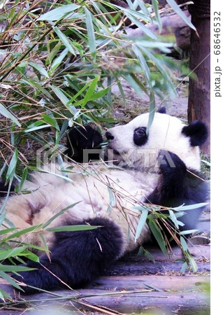 おいしそうに笹を食べる中国のパンダ Giant Panda Eating Bamboo Grass おいしそうに笹を食べる中国のパンダ Giant Panda Eating Bamboo Grass 68646532
