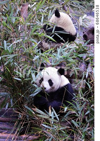 おいしそうに笹を食べる中国のパンダ　Giant Panda Eating Bamboo Grass 68646538