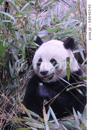 おいしそうに笹を食べる中国のパンダ Giant Panda Eating Bamboo Grass おいしそうに笹を食べる中国のパンダ Giant Panda Eating Bamboo Grass 68646540