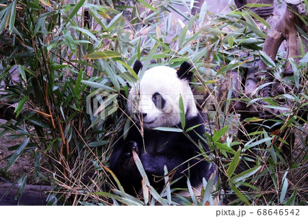 おいしそうに笹を食べる中国のパンダ　Giant Panda Eating Bamboo Grass 68646542
