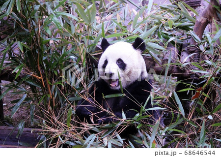 おいしそうに笹を食べる中国のパンダ　Giant Panda Eating Bamboo Grass 68646544